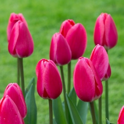 Тюльпан/Tulipa