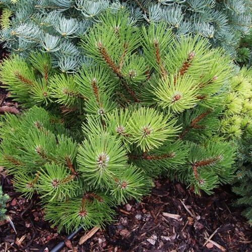 Сосна черная Смарагд/Pinus nigra Smaragd 20-30 C3
