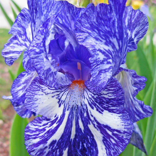 Ирис бородатый (германский) Батик/Iris germanica Batik Р1,5