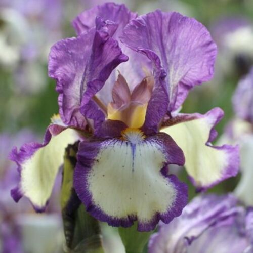 Ирис бородатый (германский) Гаррибальди/Iris germanica Garribaldi Р1,5