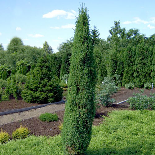 Можжевельник обыкновенный Арнольд/Juniperus communis Arnold 120-140