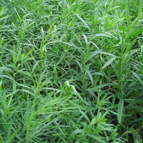 Полынь эстрагонная Сениор/Artemisia dracunculus Senior С3