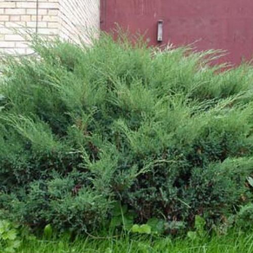 Можжевельник казацкий Мас/Juniperus sabina Mas 60-80 С10