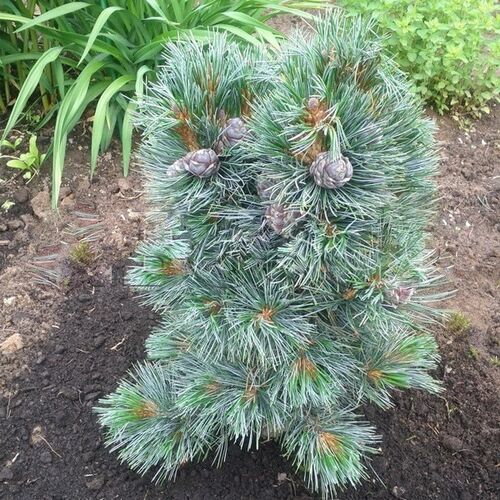 Сосна кедровая европейская Глаука/Pinus cembra Glauca 30-40 С10