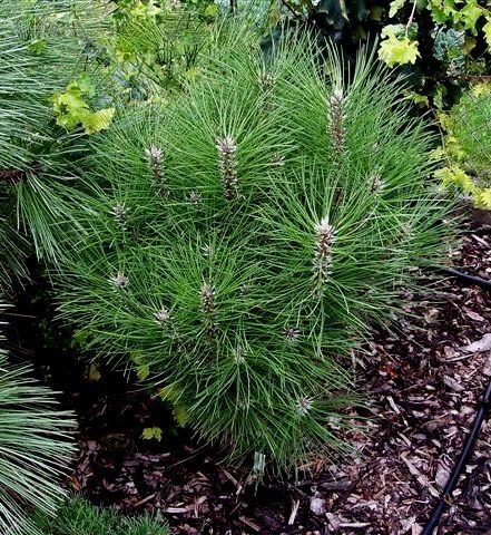 Сосна черная Ронделло/Pinus nigra Rondello 40-50 C5