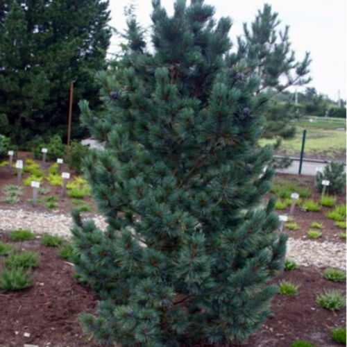 Сосна кедровая корейская Глаука/Pinus koraiensis Glauka 50-60 В