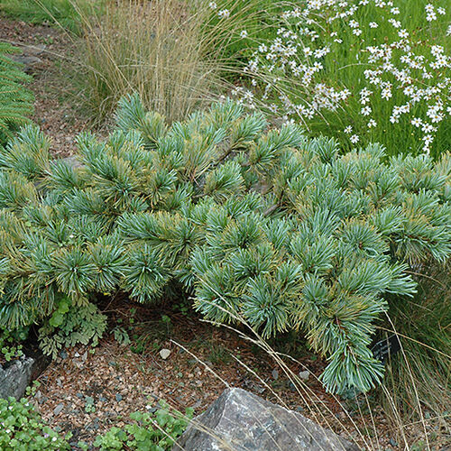 Сосна кедровая стланиковая Дварф Блю/Pinus pumila Dwarf Blue 20-30 C1,5