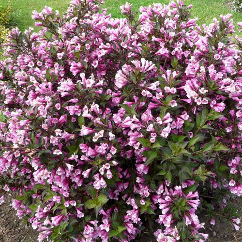 Вейгела цветущая Нана Пурпуреа/Weigela florida Nana Purpurea 30-50 С3