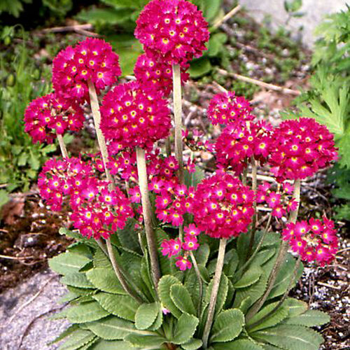 Примула мелкозубчатая Рубин/Primula denticulata Rubin Р1,5
