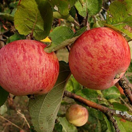 Яблоня Осеннее полосатое (Штрейфлинг, осенняя) С6