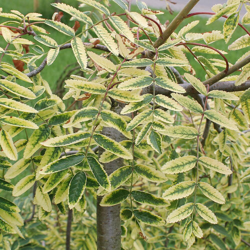 Рябина обыкновенная Пендула Вариегата/Sorbus aucuparia Pendula Variegata 150Ра C5