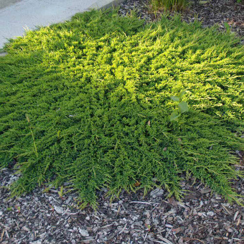 Можжевельник горизонтальный Принц оф Уэльс/Juniperus horizontalis Prince of Wales 40-60 С7,5