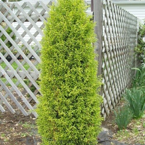 Можжевельник обыкновенный Голд Кон/Juniperus communis Gold Cone 40-60 С5