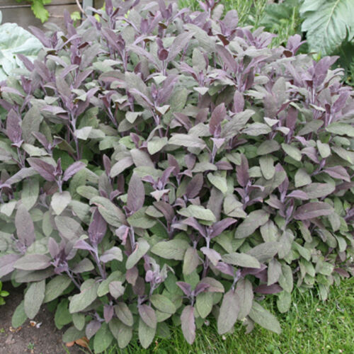 Шалфей (сальвия) лекарственный Пурпурный/Salvia officinalis Purpurascen С3