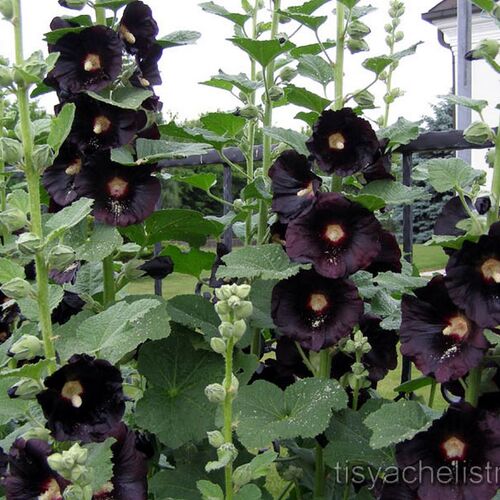 Мальва розовая Пленифлора (zwart) /Alcea rosea Pleniflora (zwart) P1.5