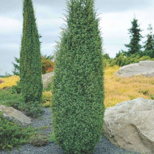 Можжевельник обыкновенный Хиберника/Juniperus communis Hibernika 60-80 С7,5