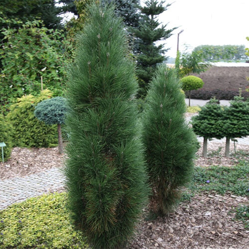 Сосна черная Грин Тауэр/Pinus nigra Green Tower 80-100 