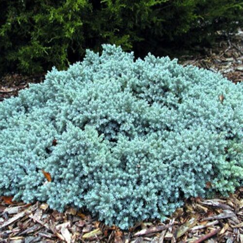 Можжевельник чешуйчатый Блю Стар/Juniperus squamata Blue Star C3 СП