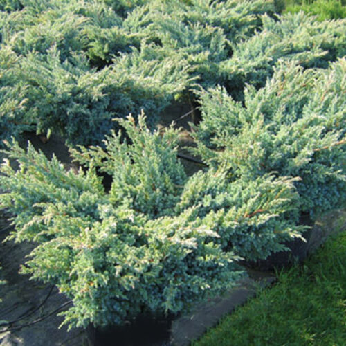 Можжевельник чешуйчатый Блю Свид/Juniperus squamata Blue Swede 60-80 С10