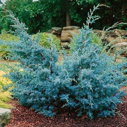Можжевельник китайский Блю Альпс/Juniperus chinensis Blue Alps 80-100 С20