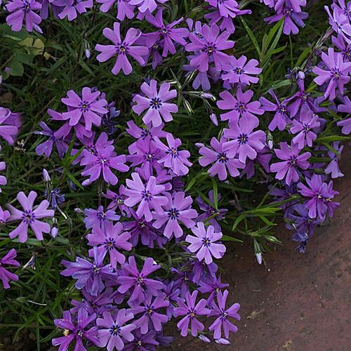 Флокс шиловидный Парпл Бьюти/Phlox subulata Purple Beauty С2
