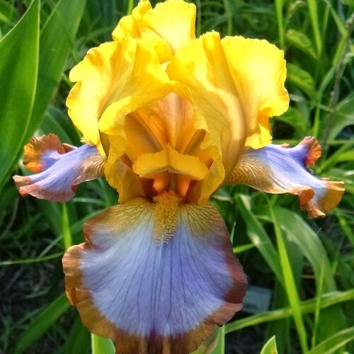 Ирис бородатый (германский) Браун Лассо/Iris Germanica Brown Lasso Р1,5