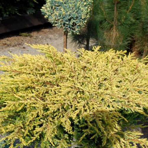 Можжевельник обыкновенный Голдшатц/Juniperus communis Goldschatz 20-30 С20