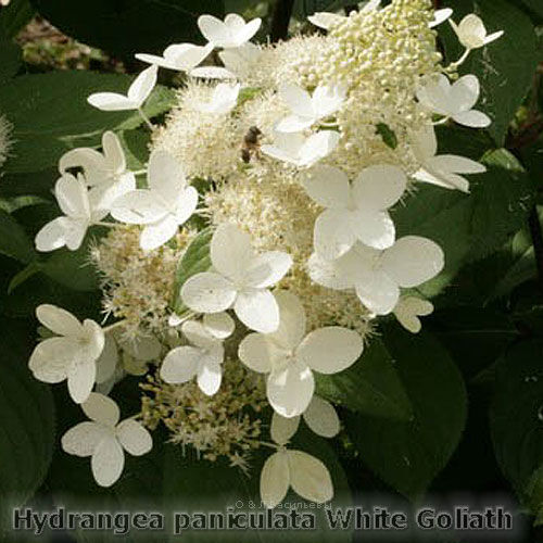 Гортензия метельчатая Голиаф/Hydrangea paniculata Goliath 40-60 С7,5 СП