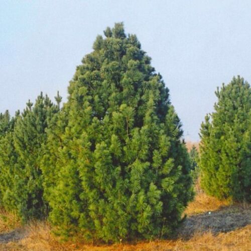 Сосна кедровая сибирская/Pinus sibirica 60-80 В