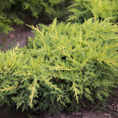Можжевельник средний Голд Стар/Juniperus мedia Pfitzeriana Gold Star 40-60 С10