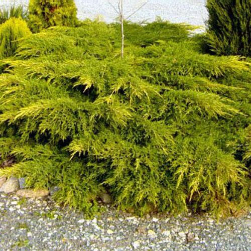 Можжевельник китайский Куривао Голд/Juniperus chinensis Kuriwao Gold 40-50 С20