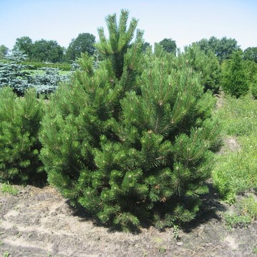 Сосна черная/Pinus nigra 200-250 В/С60