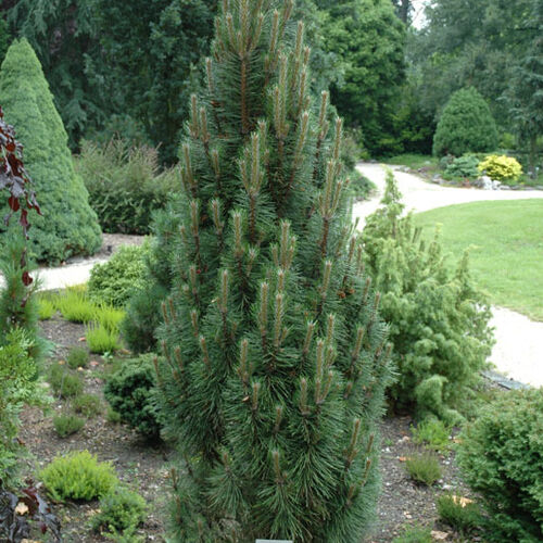 Сосна черная Комет/Pinus nigra Komet 15-20 C3