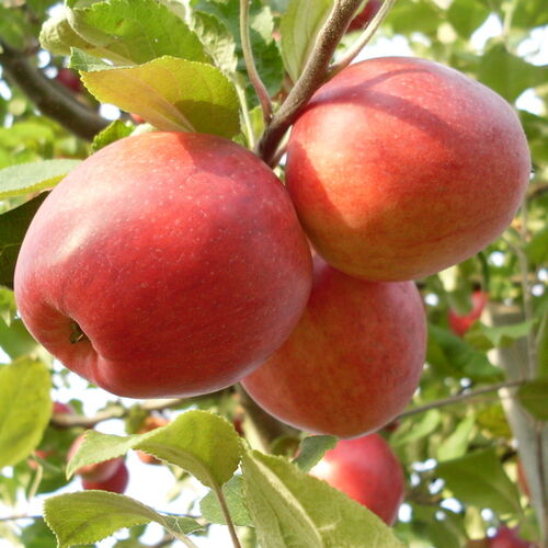 Яблоня Пепин шафранный (зимняя) С6