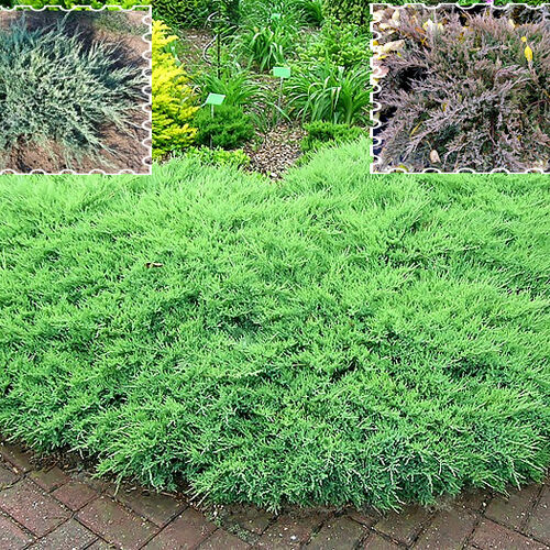 Можжевельник горизонтальный Агнежка/Juniperus horizontalis Agnieszka 20-30 С3