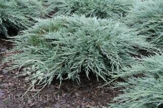 Можжевельник горизонтальный Хьюз/Juniperus horizontalis Hughes 100-120 C10